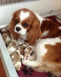 filhotes cavalier King Charles