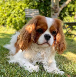 filhotes cavalier King Charles