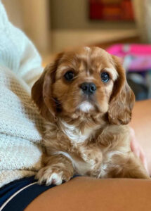 filhotes cavalier King Charles