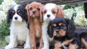 filhotes cavalier king Charles